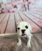 ブルドッグ 子犬 探す ホワイト&レッド 女... 3709