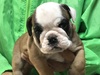 ブルドッグ 子犬 探す パパはJKCチャンピオ... 3715