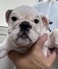 ブルドッグ 子犬 探す ぶさかわ元気なブルく... 3718