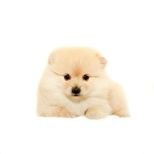 たぬき顔 彡 No 8567 ポメラニアン 犬の出産情報 子犬販売 Dogoo Com