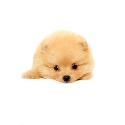たぬき顔の可愛い子 彡 No 8607 ポメラニアン 犬の出産情報 子犬販売 Dogoo Com