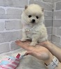 ポメラニアン 子犬 探す 毛量抜群小柄な美人さ... 9333