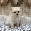 ポメラニアン 子犬 探す ありがとうございます 9336