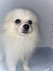 ポメラニアン 子犬 探す ホワイト男の子 9337