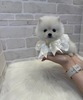 ポメラニアン 子犬 探す 毛量抜群美人さん。お... 9338