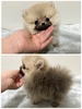 ポメラニアン 子犬 探す 極小たぬき顔コンパク... 9339