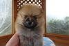 ポメラニアン 子犬 探す 人が大好き尻尾フリフ... 9342
