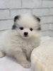 ポメラニアン 子犬 探す ブルー&ホワイト6... 9348