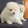 ポメラニアン 子犬 探す ?モコモコふわふわな... 9349