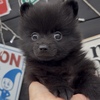 ポメラニアン 子犬 探す ★ブラックソリッド(... 9354