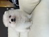 ポメラニアン 子犬 探す 毛量も多くマズルの短... 9355