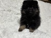 ポメラニアン 子犬 探す ブラックタンのポメ 9357
