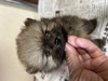 ポメラニアン 子犬 探す 可愛い女の子 9359