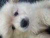 ポメラニアン 子犬 探す 生後2ヶ月クリーム男... 9361