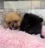 ポメラニアン 子犬 探す とっても可愛い男の子... 9362