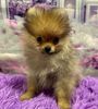 ポメラニアン 子犬 探す 体重1.04kg!オンライ... 9363