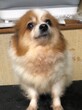ポメラニアン 子犬 探す ありがとうございまし... 9364
