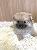 ポメラニアン 子犬 探す ウルフセーブル男の子 9369