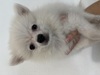 ポメラニアン 子犬 探す 真っ白な男の子☆ 9370