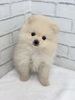 ポメラニアン 子犬 探す クリームちゃん0554 9371