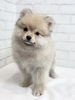 ポメラニアン 子犬 探す クリーム&セーブ... 9372
