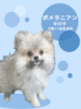 ポメラニアン 子犬 探す ポメラニアンの女の子 9373