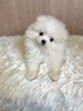 ポメラニアン 子犬 探す クリーム女の子 9378