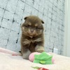 ポメラニアン 子犬 探す ポメラニアンご家族様... 9385