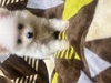ポメラニアン 子犬 探す とても愛くるしい男の... 9396