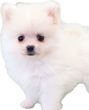 ポメラニアン 子犬 探す 激カ ポメラニアンホ... 9408