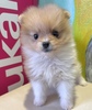 ポメラニアン 子犬 探す オレンジ&ホワイト ... 9413