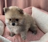 ポメラニアン 子犬 探す モフモフ甘えん坊兄弟 9419