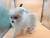 ポメラニアン 子犬 探す パーティの男の子(奈... 9421