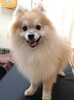 ポメラニアン 子犬 探す ポメラニアンの奇麗な... 9425