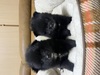 ポメラニアン 子犬 探す 可愛い4兄妹 9427