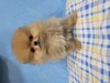 ポメラニアン 子犬 探す 最高のポメラニアンで... 9428