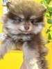 ポメラニアン 子犬 探す チョコレートタン 男... 9430