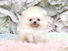 ポメラニアン 子犬 探す 小さな爆毛ポメ☆とっ... 9433