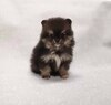 ポメラニアン 子犬 探す お目めパッチリのポメ... 9438