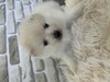 ポメラニアン 子犬 探す 可愛いポメラニアン 9439