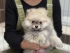 ポメラニアン 子犬 探す 生後2ヶ月のクリーム... 9443