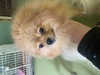 ポメラニアン 子犬 探す 2019年生ぽっちゃりさ... 9444