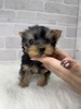ヨーキー(ヨークシャー・テリア)  子犬 探す とっても美人さん。お... 7403