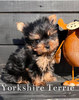 ヨーキー(ヨークシャー・テリア)  子犬 探す ティーカップヨーキー... 7406