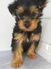 ヨーキー(ヨークシャー・テリア)  子犬 探す 人懐っこい男の子 7407