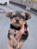 ヨーキー(ヨークシャー・テリア) 子犬 探す 可愛いイケメン君 7414
