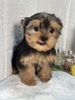 ヨーキー(ヨークシャー・テリア)  子犬 探す 決まりました! 7418