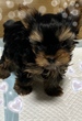 ヨーキー(ヨークシャー・テリア)  子犬 探す イケメンヨーキーくん 7420
