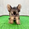ヨーキー(ヨークシャー・テリア)  子犬 探す テリアくん 7428