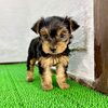 ヨーキー(ヨークシャー・テリア) 子犬 探す ヨークシャーテリア(... 7435